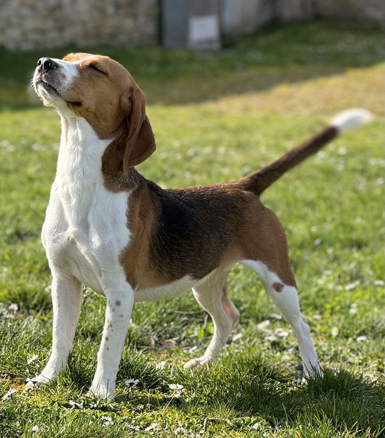 Sora ehem. Zora , Hündin, 4 Jahre