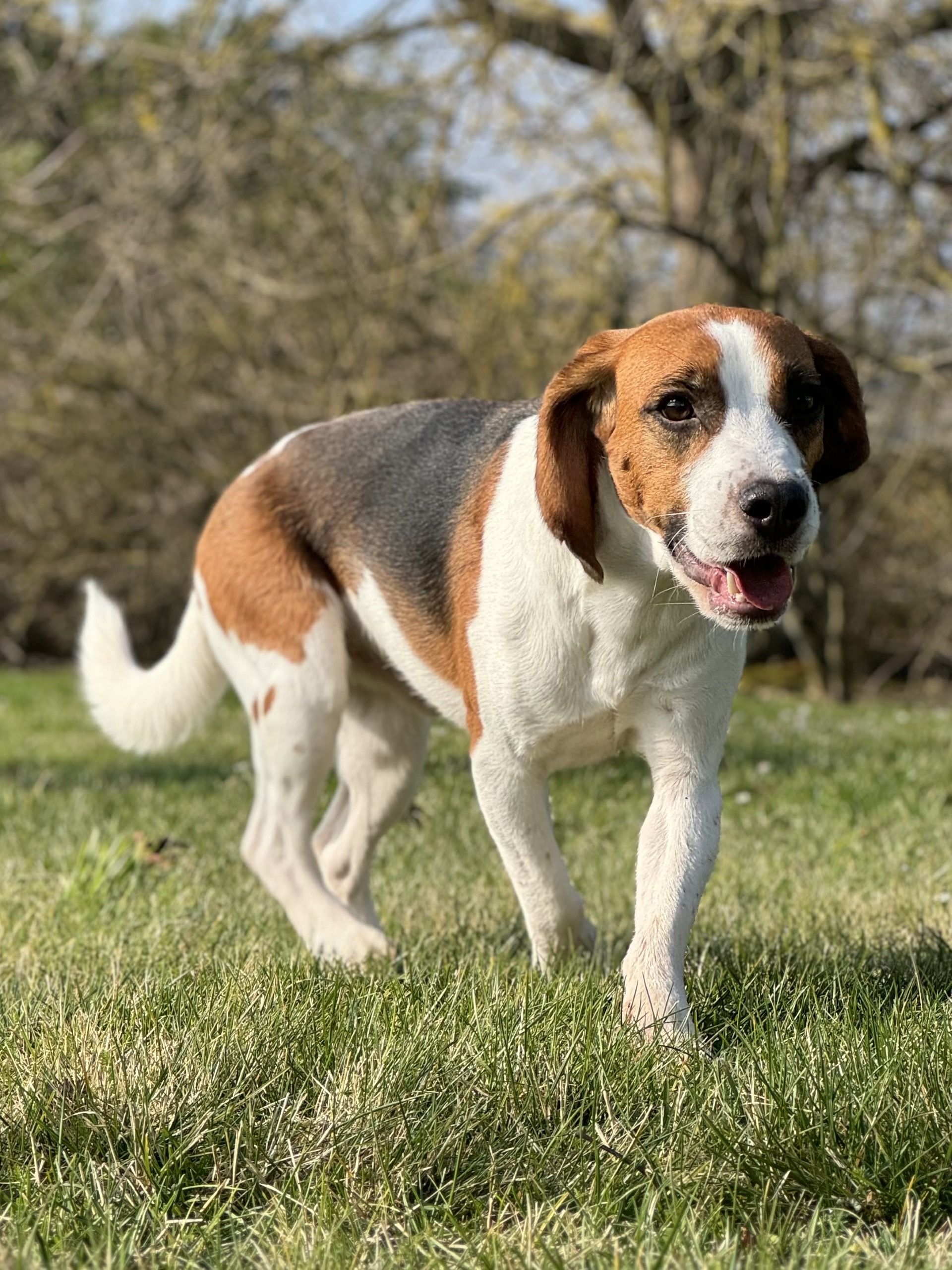 Barry , Rüde, 3 Jahre
