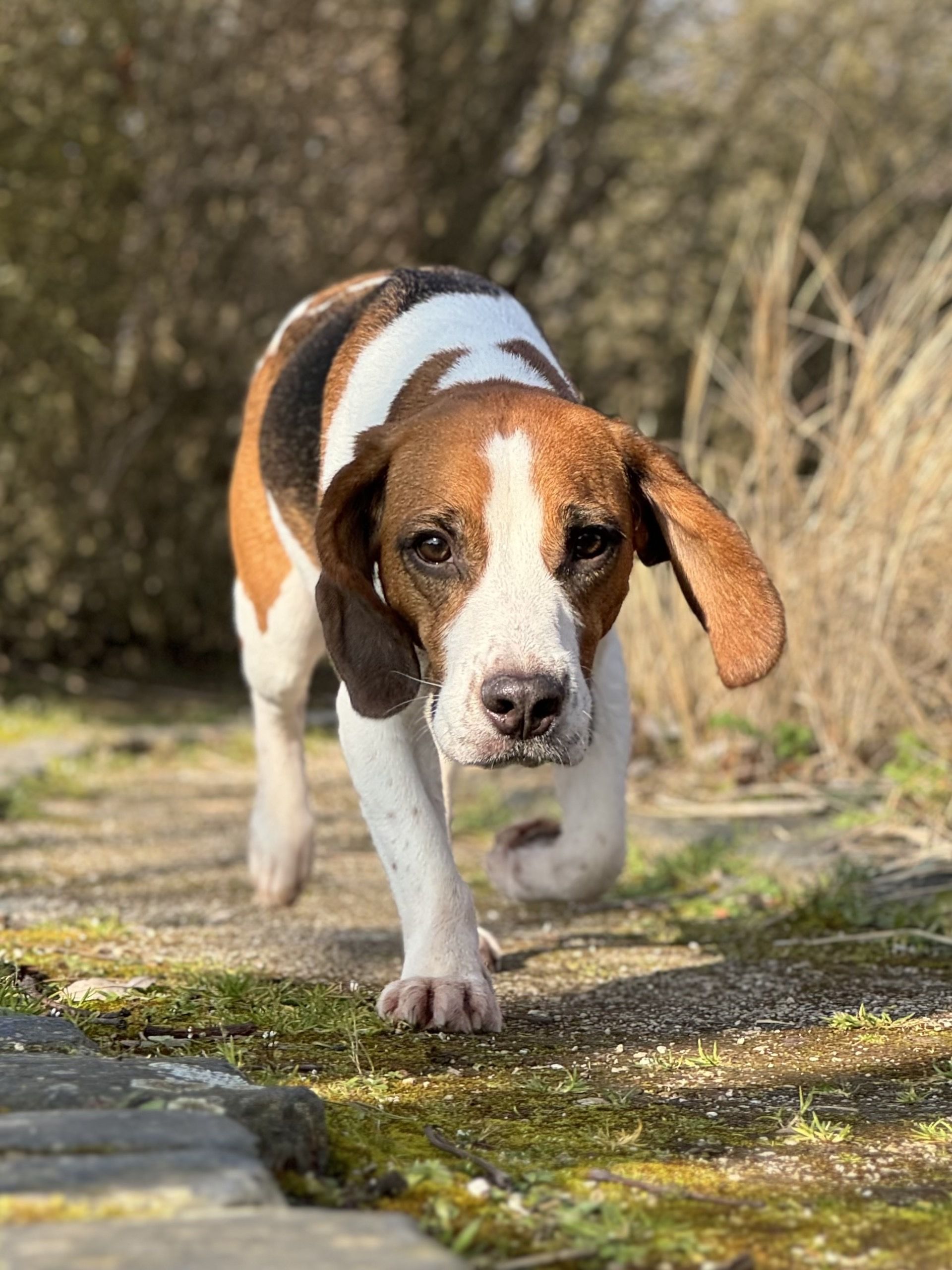 Barry , Rüde, 3 Jahre