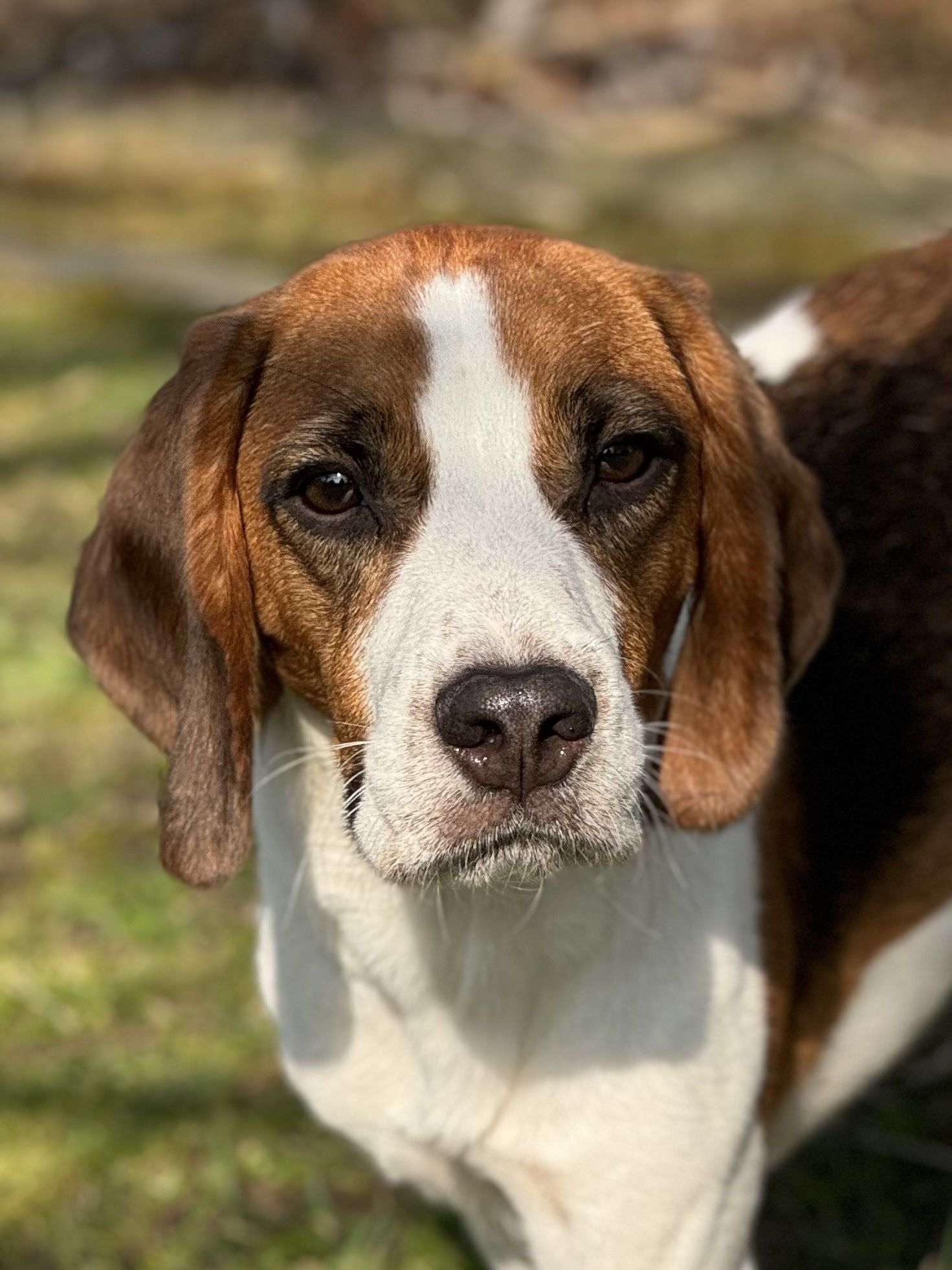 Barry , Rüde, 3 Jahre