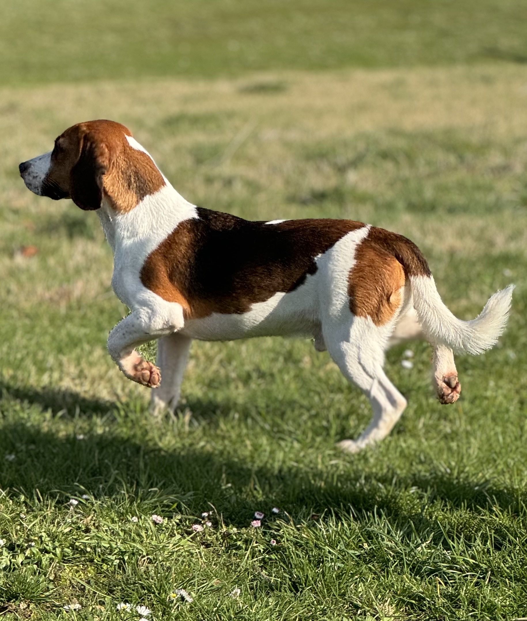 Barry , Rüde, 3 Jahre