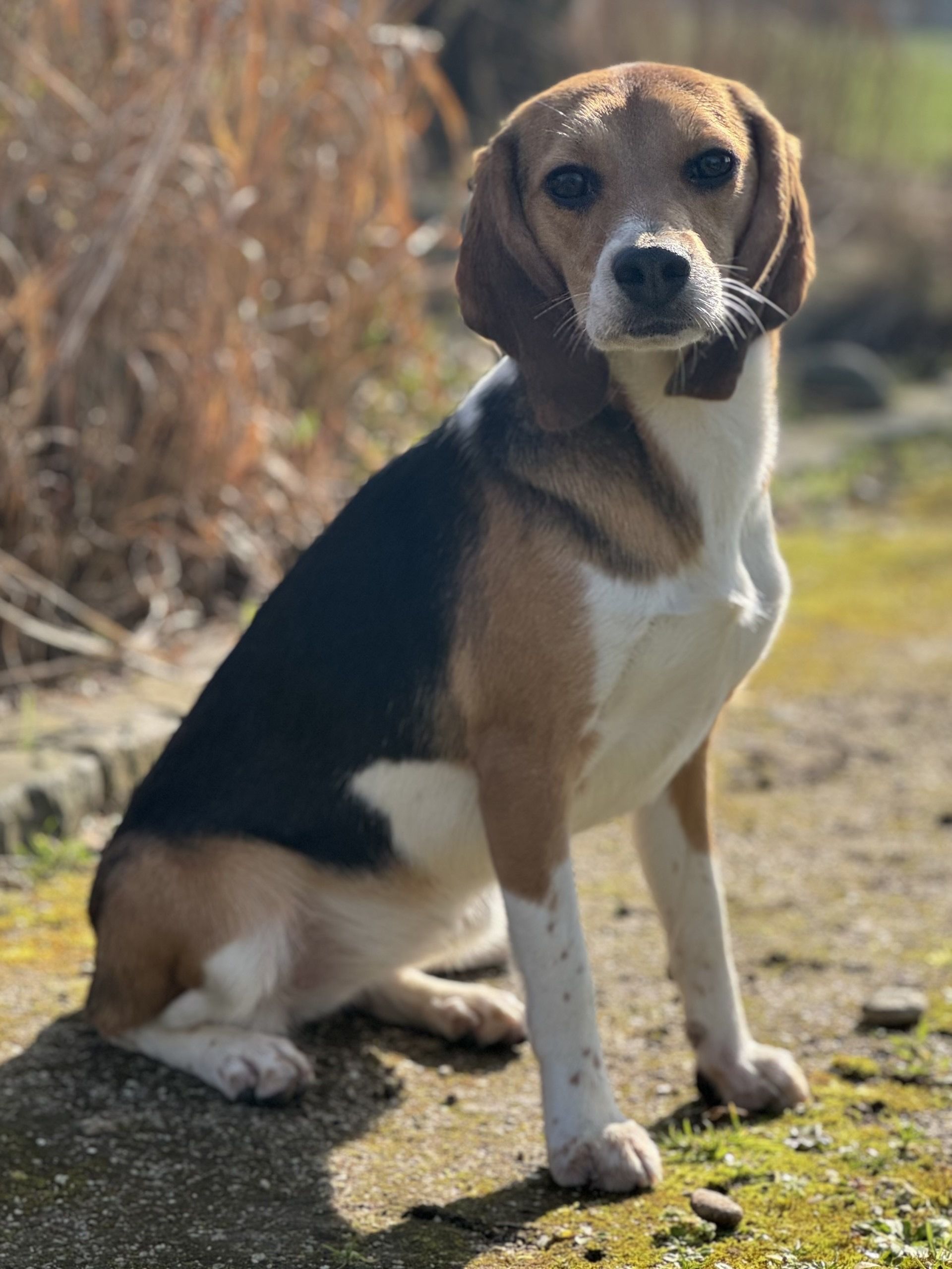 Ginger , Hündin, 2 Jahre