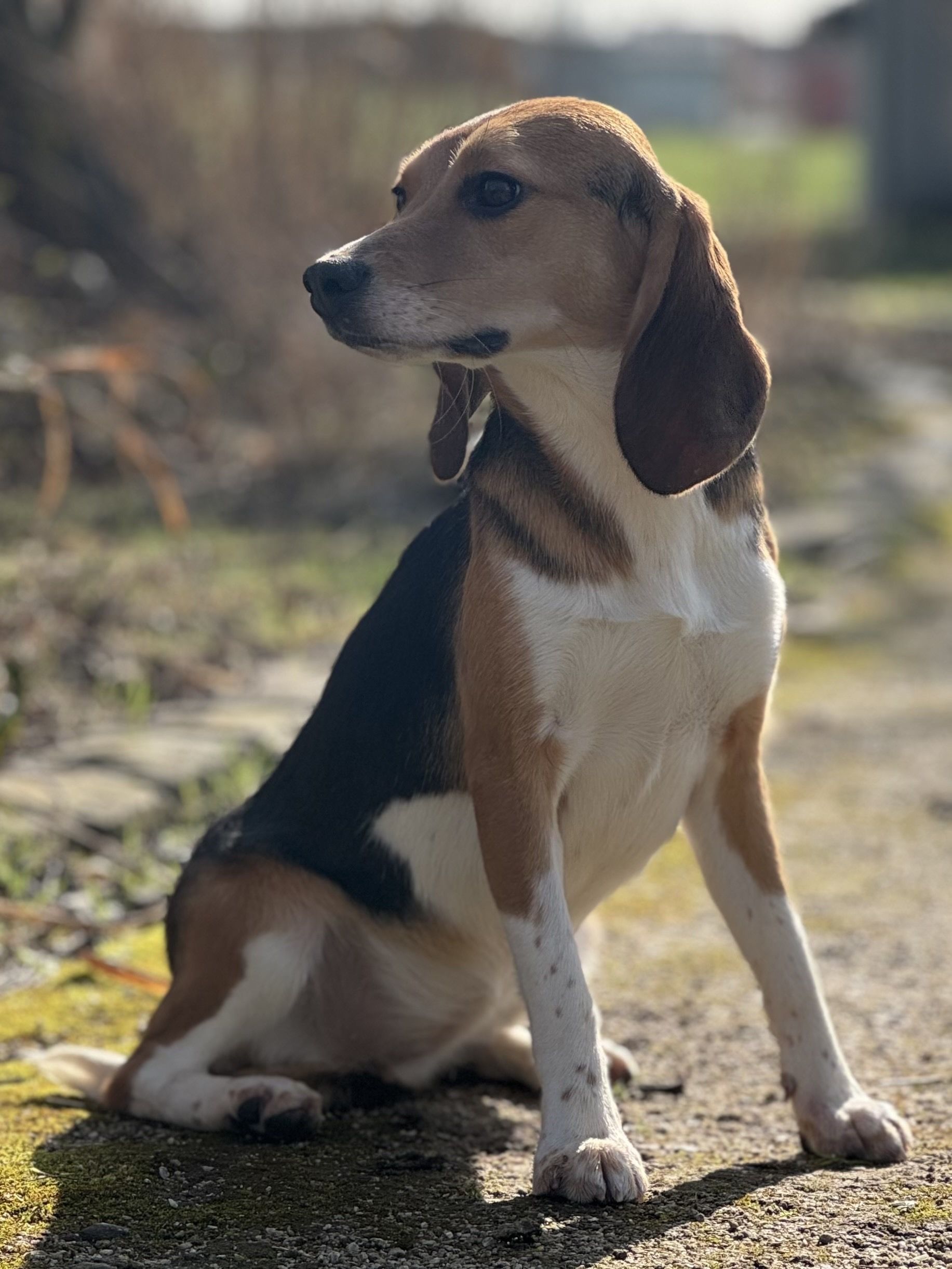 Ginger , Hündin, 2 Jahre