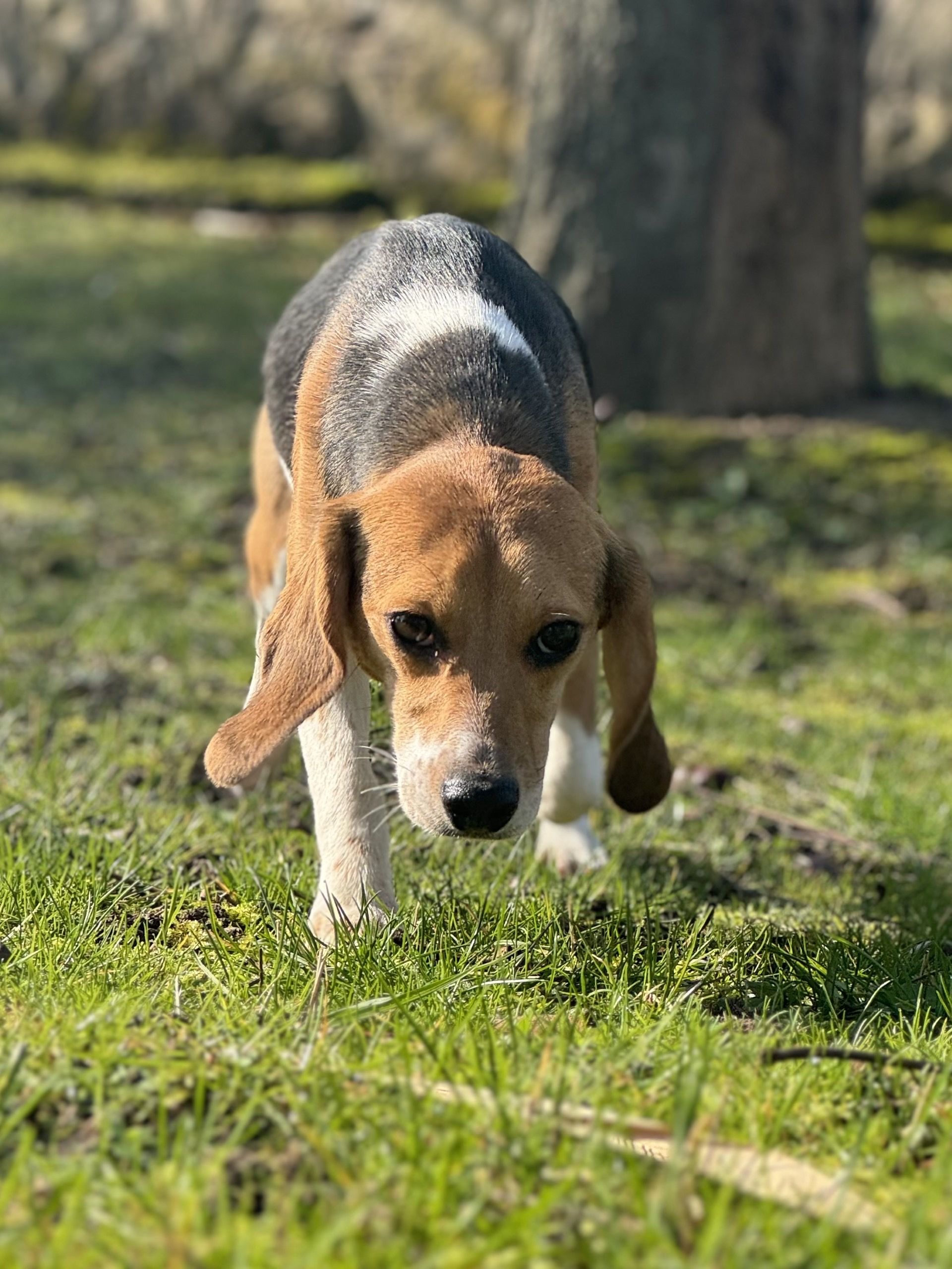 Ginger , Hündin, 2 Jahre