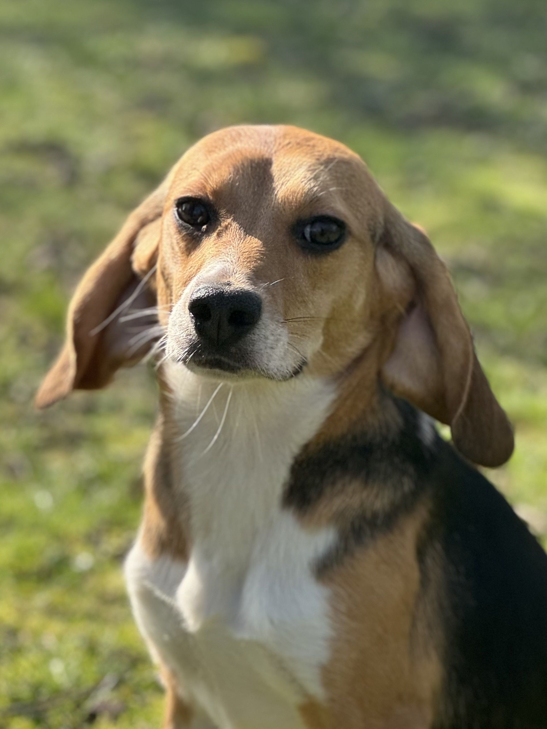 Ginger , Hündin, 2 Jahre