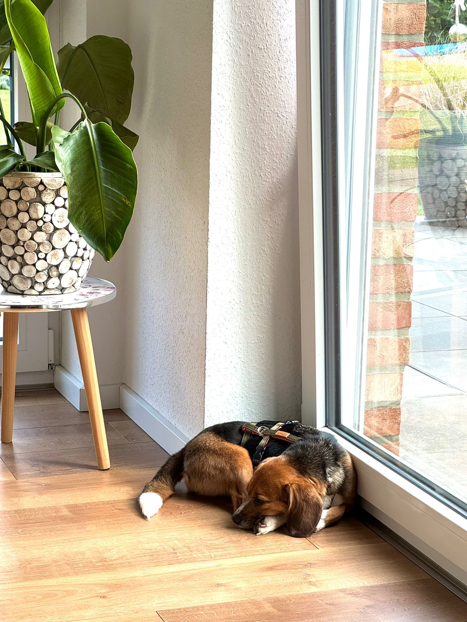 Petty, Hündin, 2 Jahre