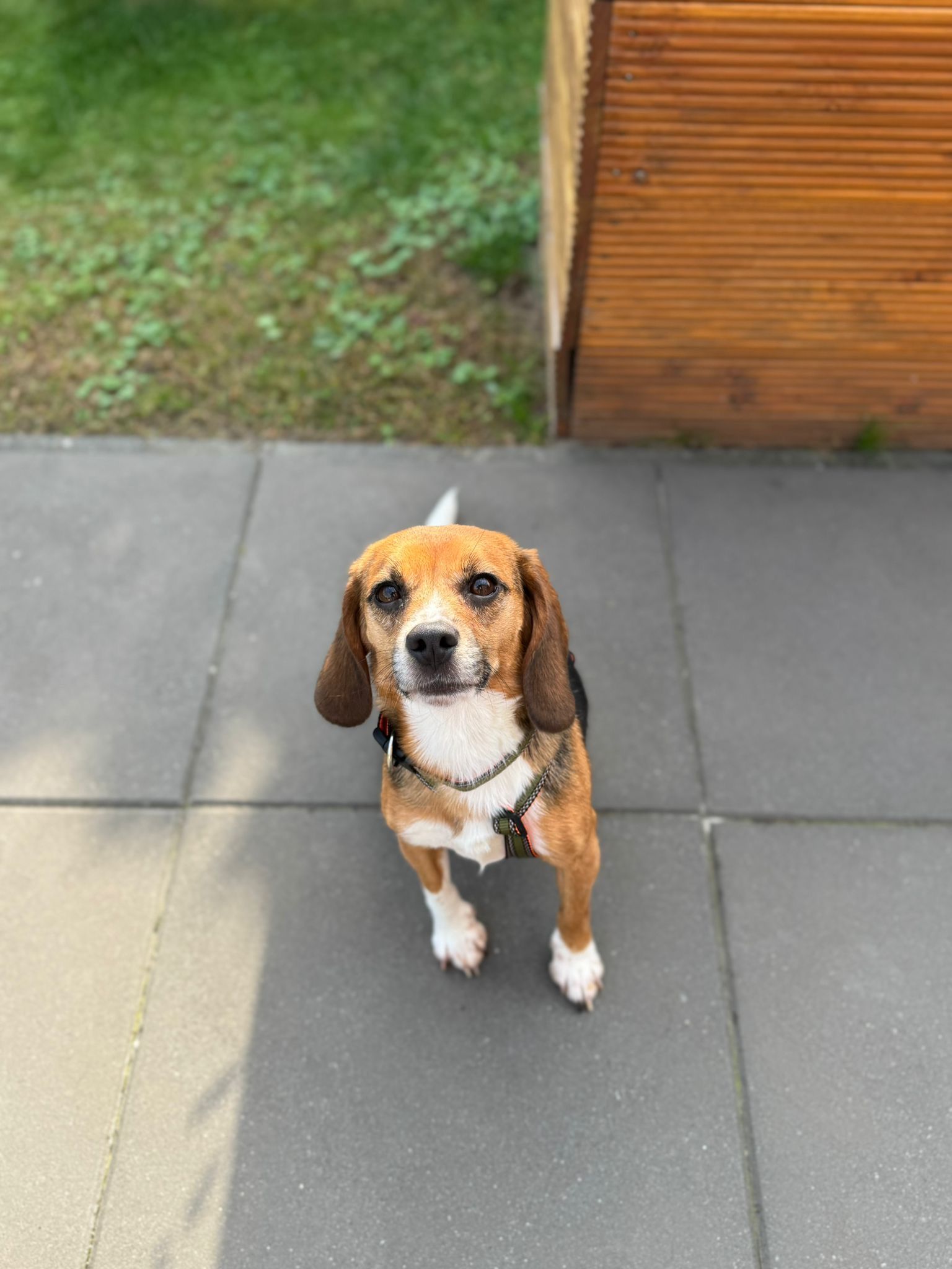 Petty, Hündin, 2 Jahre