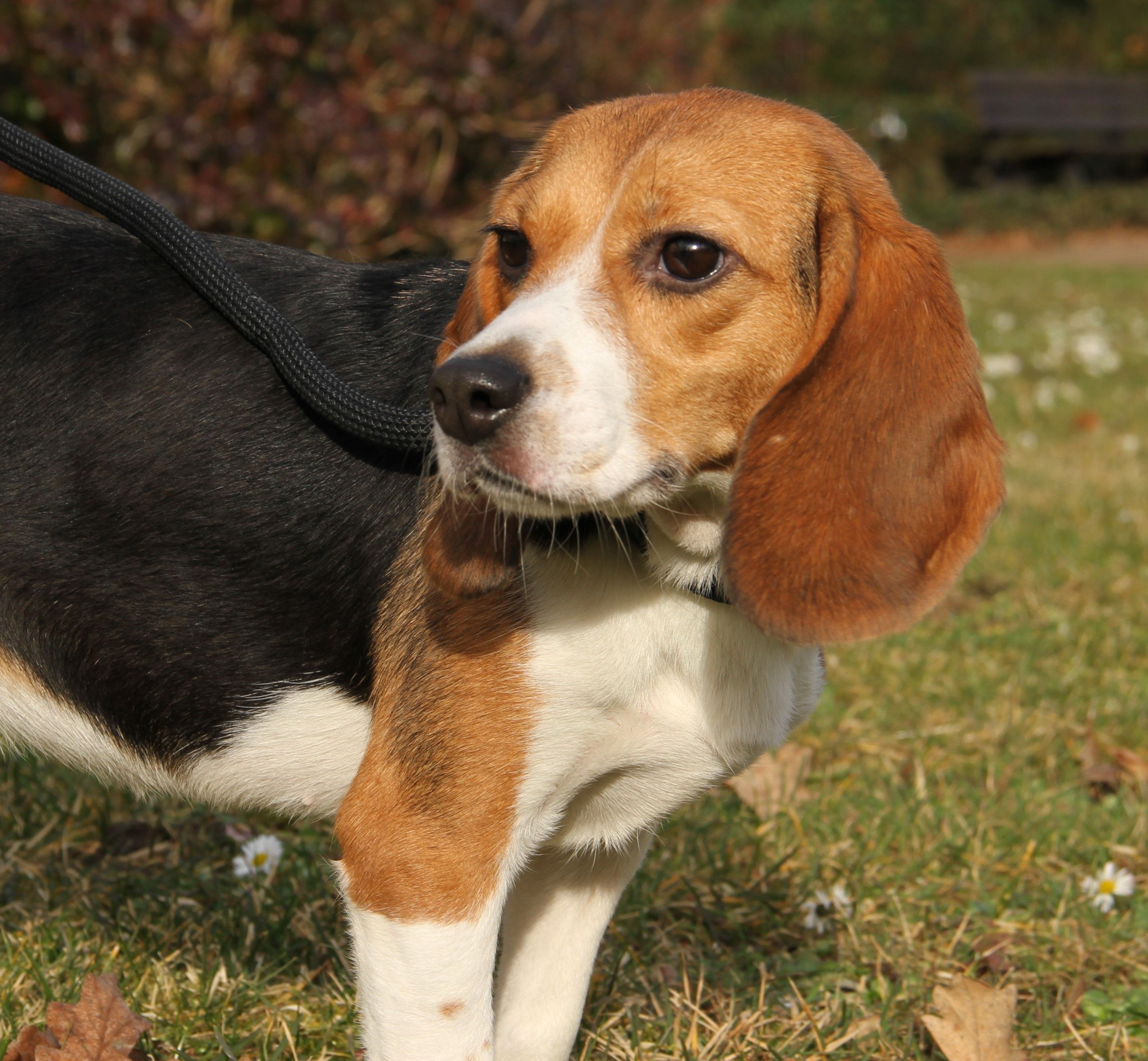 Posy, Hündin, 2 Jahre