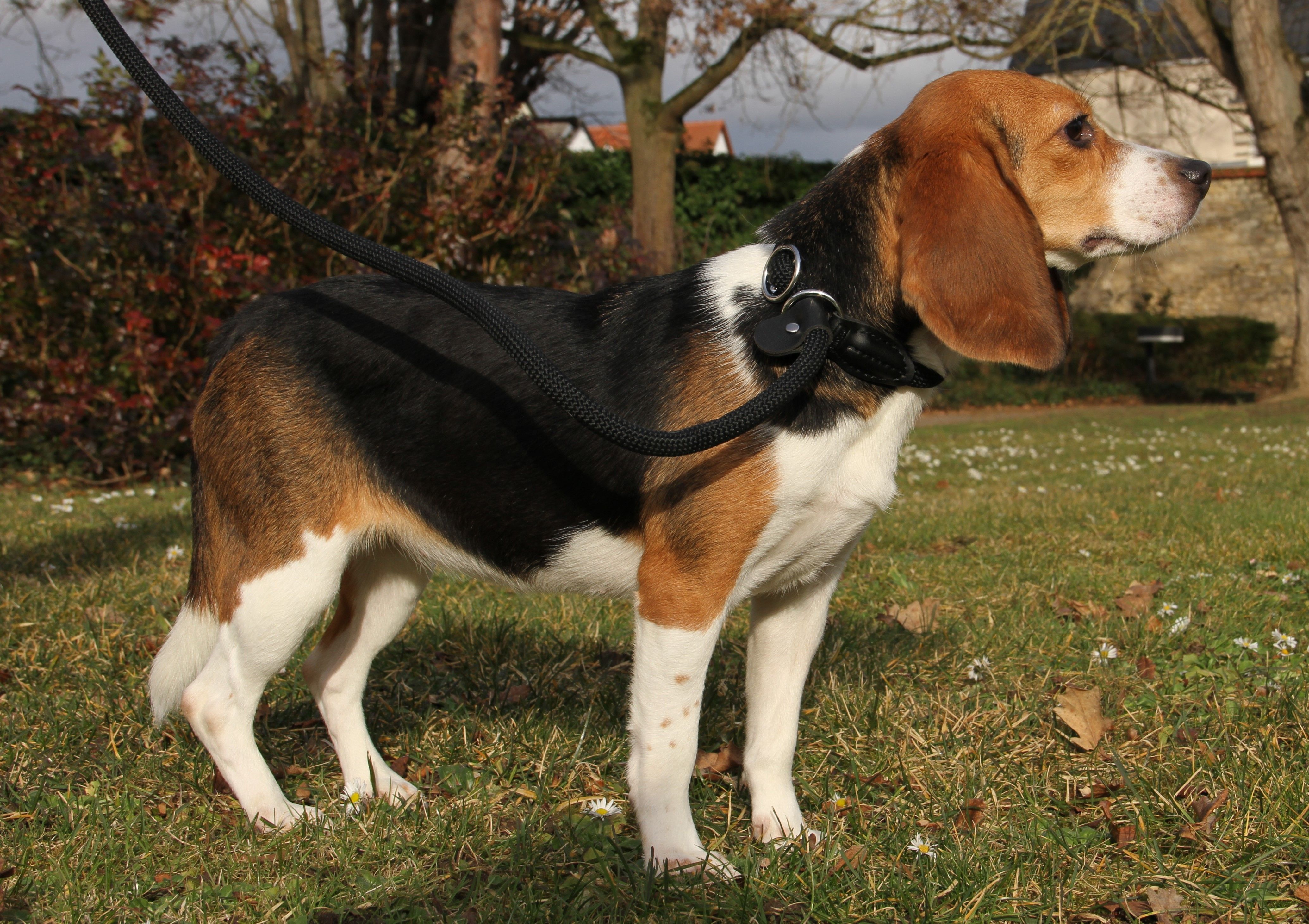 Posy, Hündin, 2 Jahre