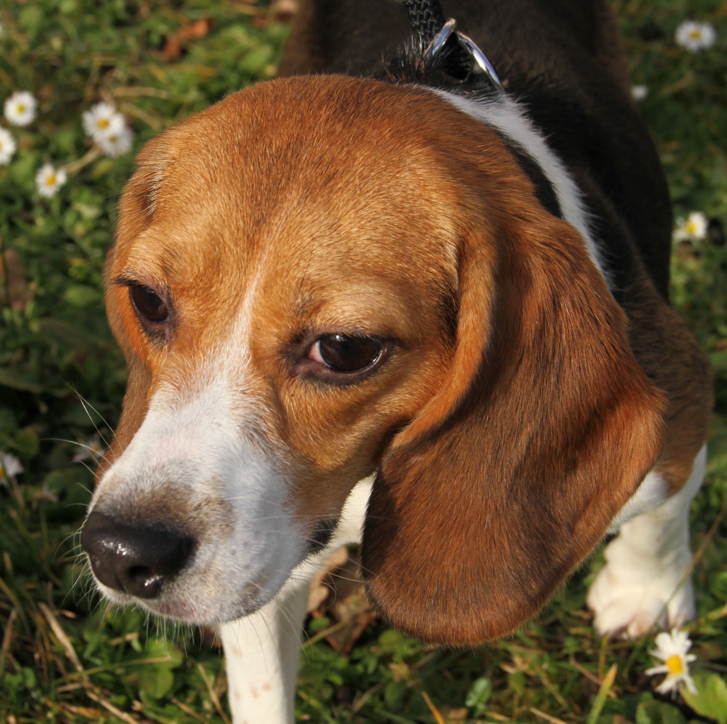 Posy, Hündin, 2 Jahre