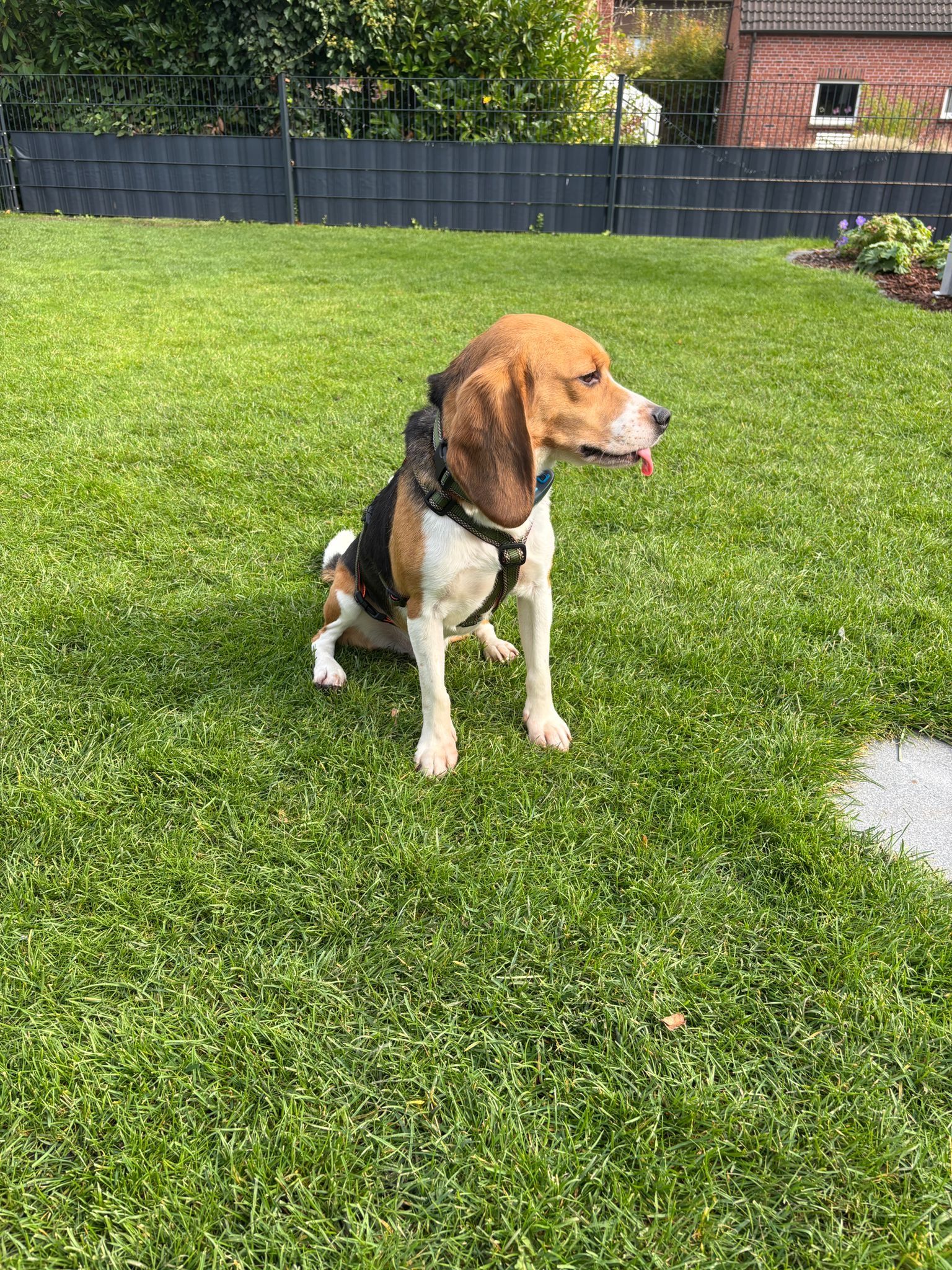 Matze, Rüde, 2 Jahre