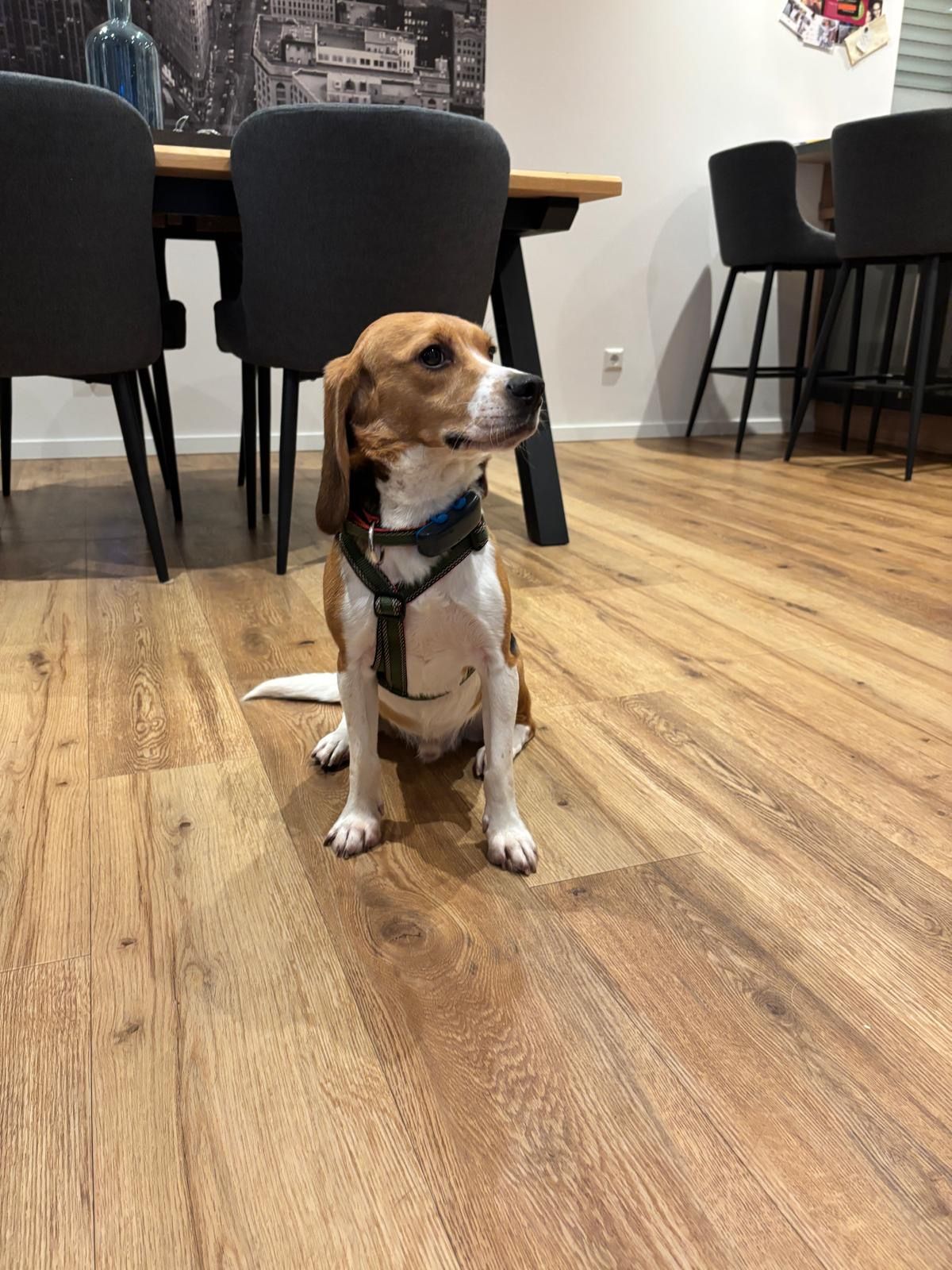 Matze, Rüde, 2 Jahre