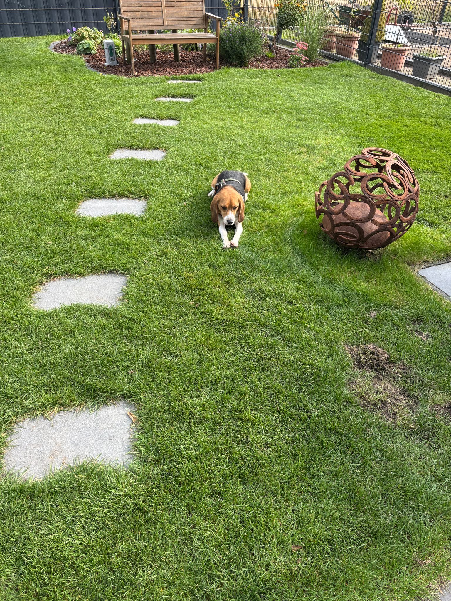 Matze, Rüde, 2 Jahre