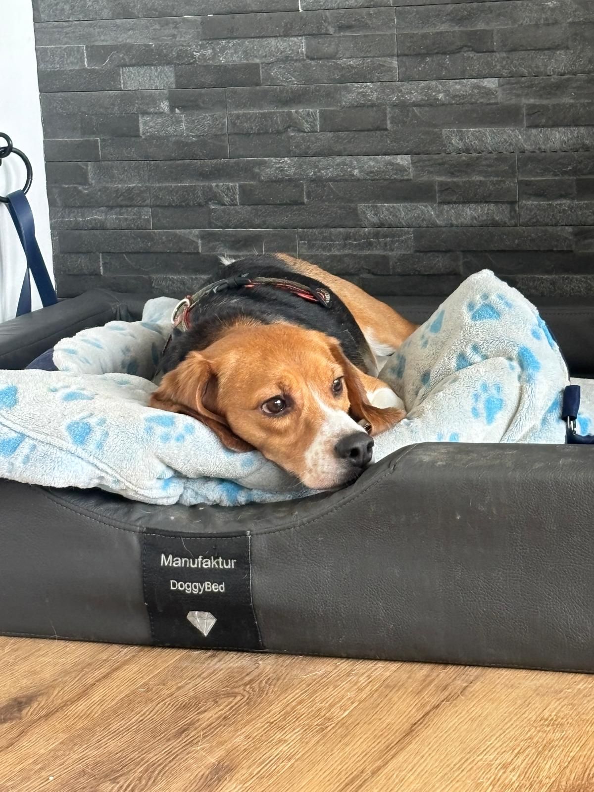 Matze, Rüde, 2 Jahre