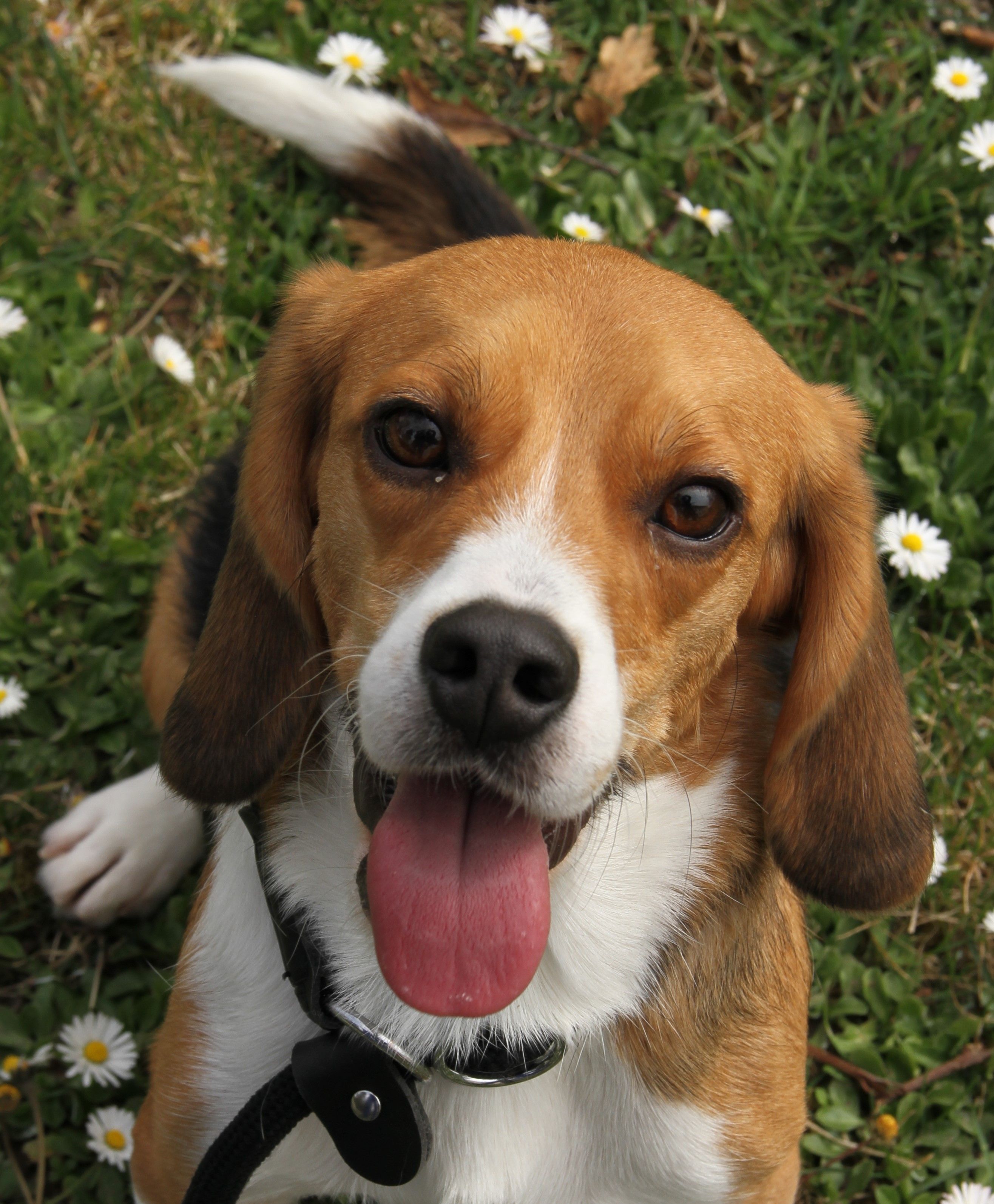 Oliver , Rüde, 2 Jahre