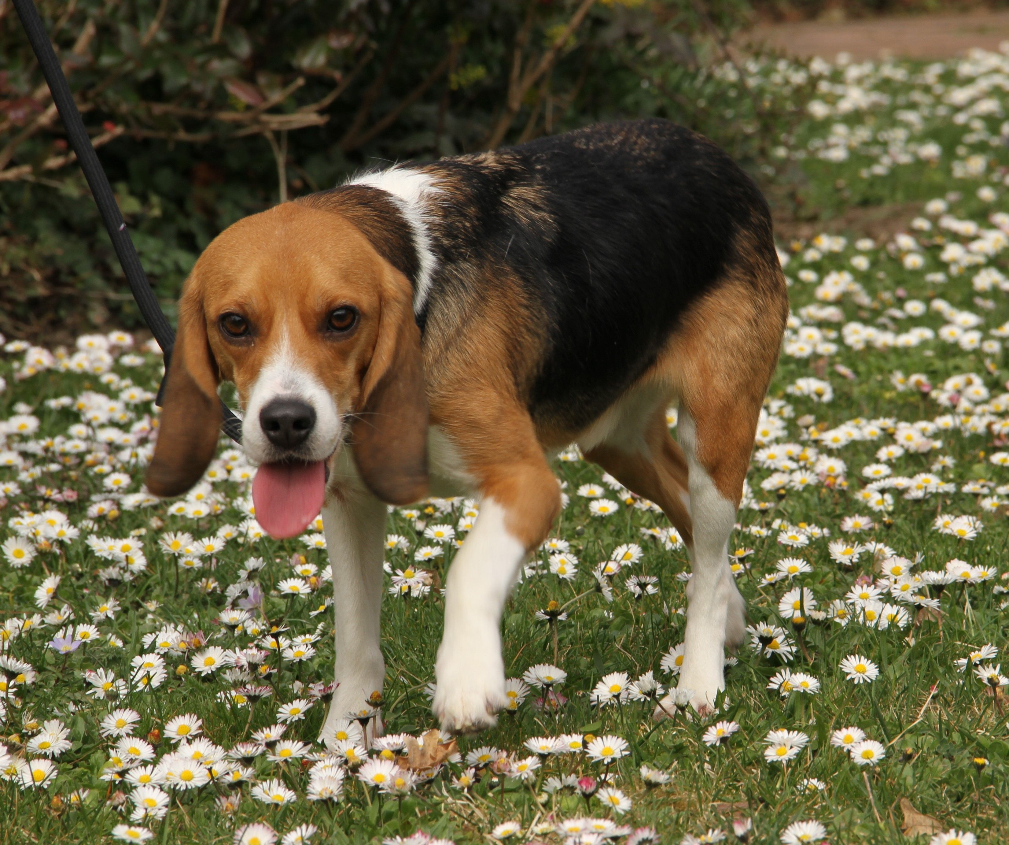 Oliver , Rüde, 2 Jahre