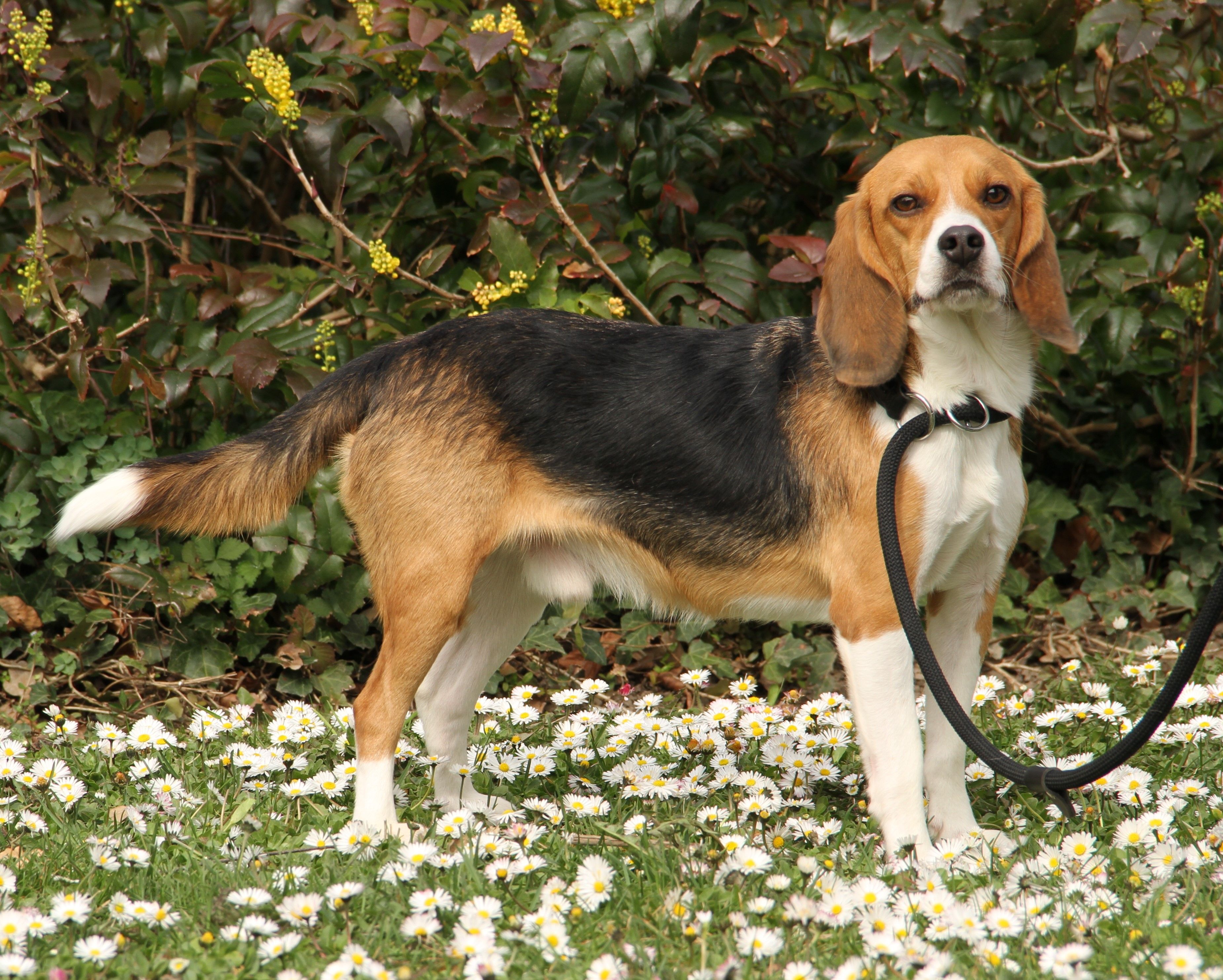 Oliver , Rüde, 2 Jahre