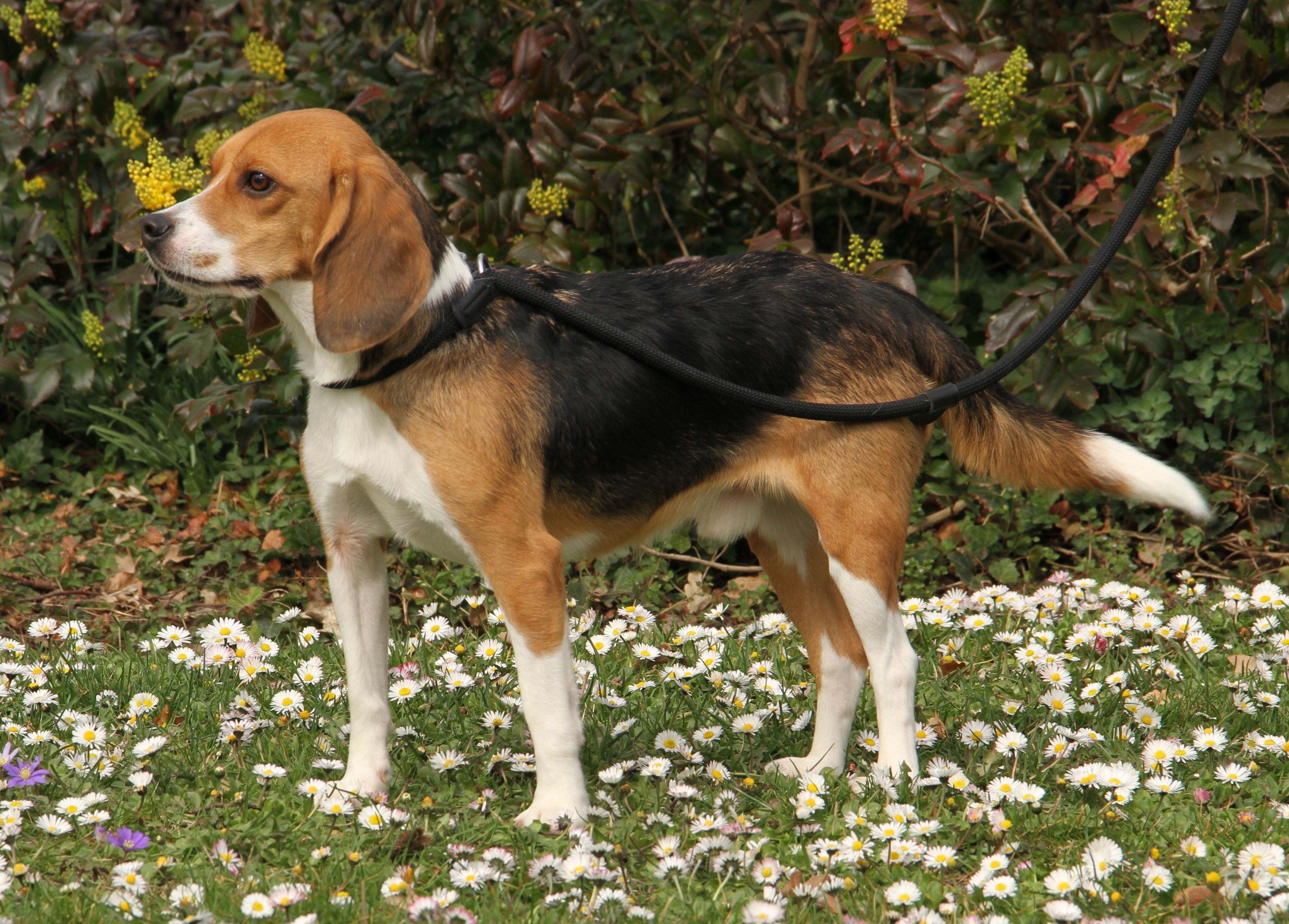 Oliver , Rüde, 2 Jahre