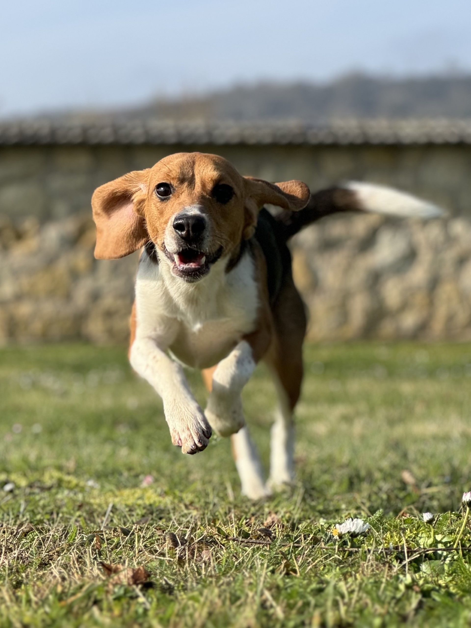 Diva , Hündin, 2 Jahre