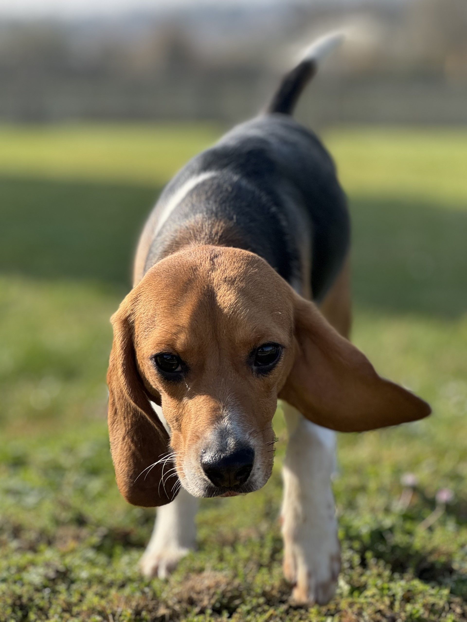 Diva , Hündin, 2 Jahre