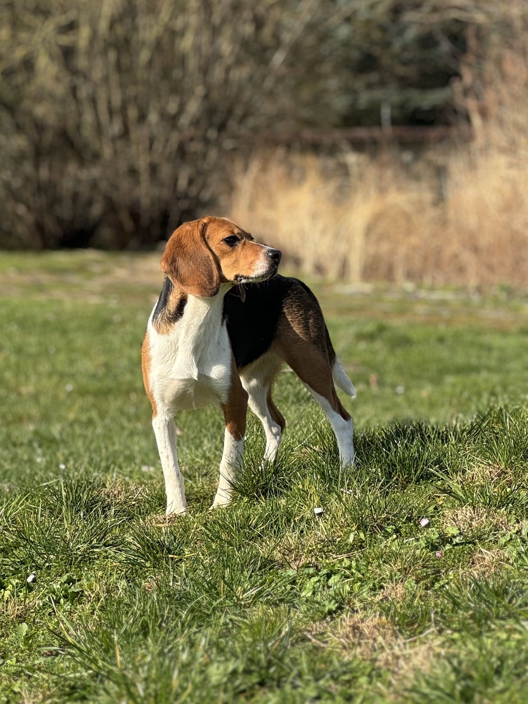 Diva , Hündin, 2 Jahre