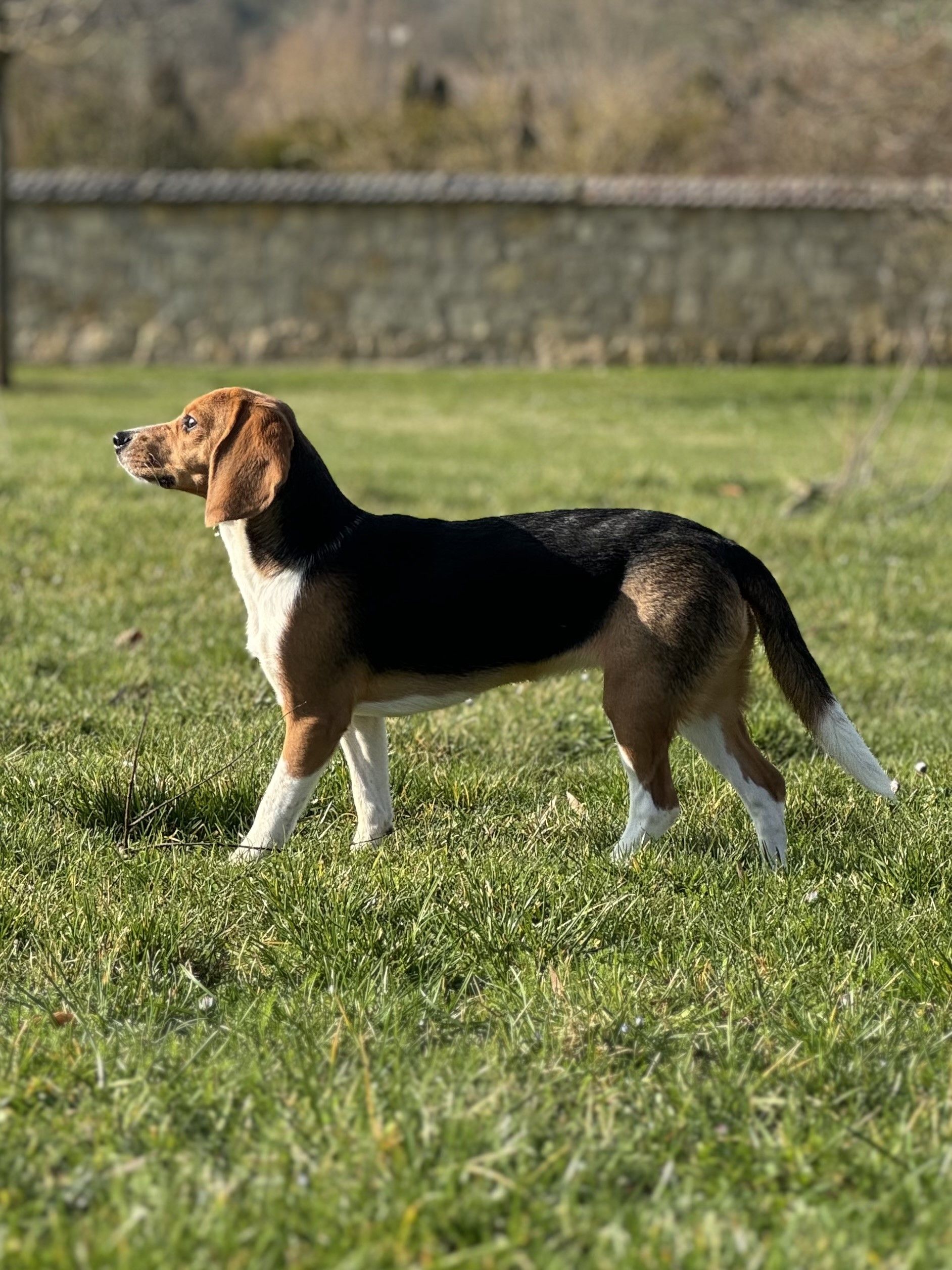 Diva , Hündin, 2 Jahre