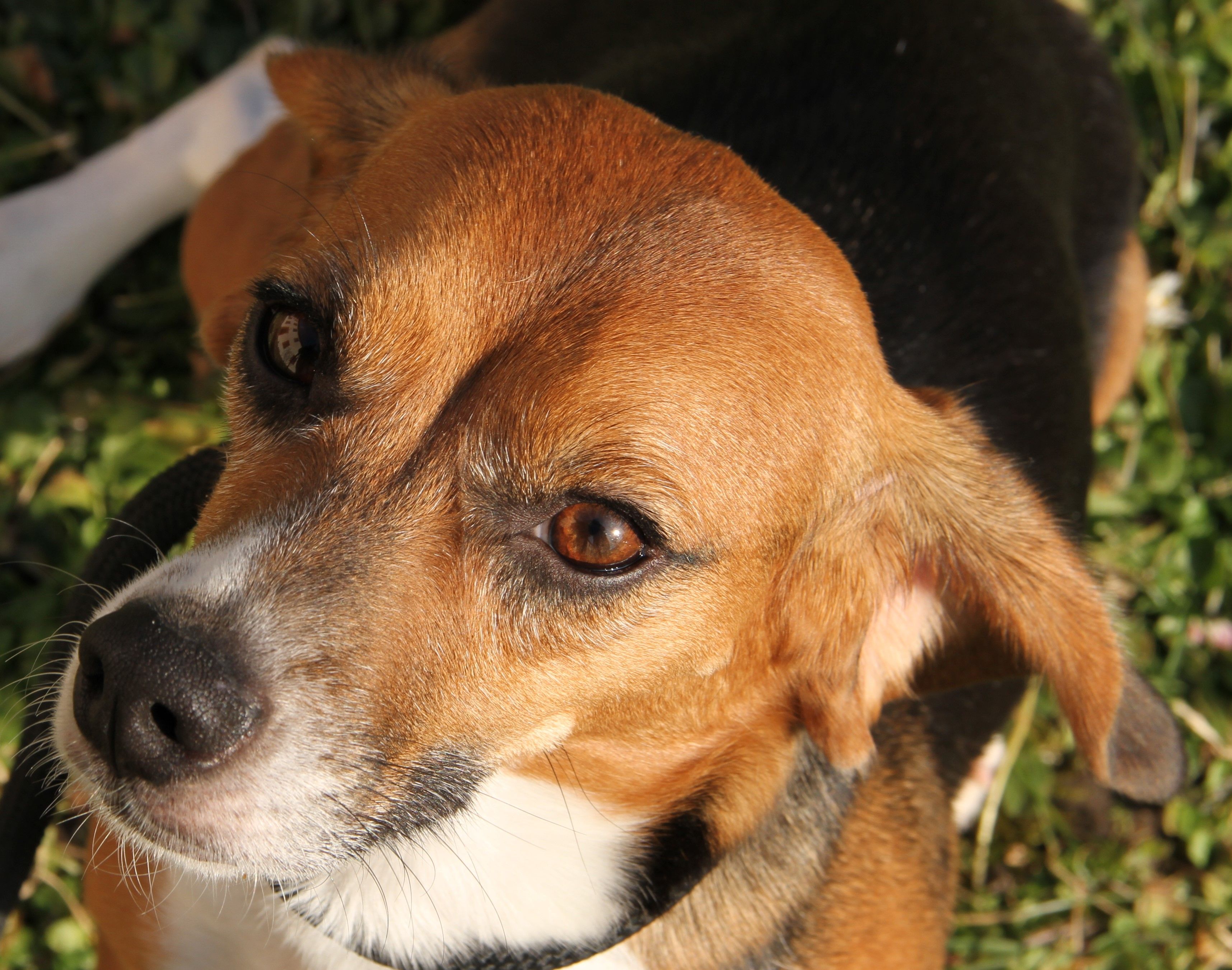 Gracie , Hündin, 2 Jahre