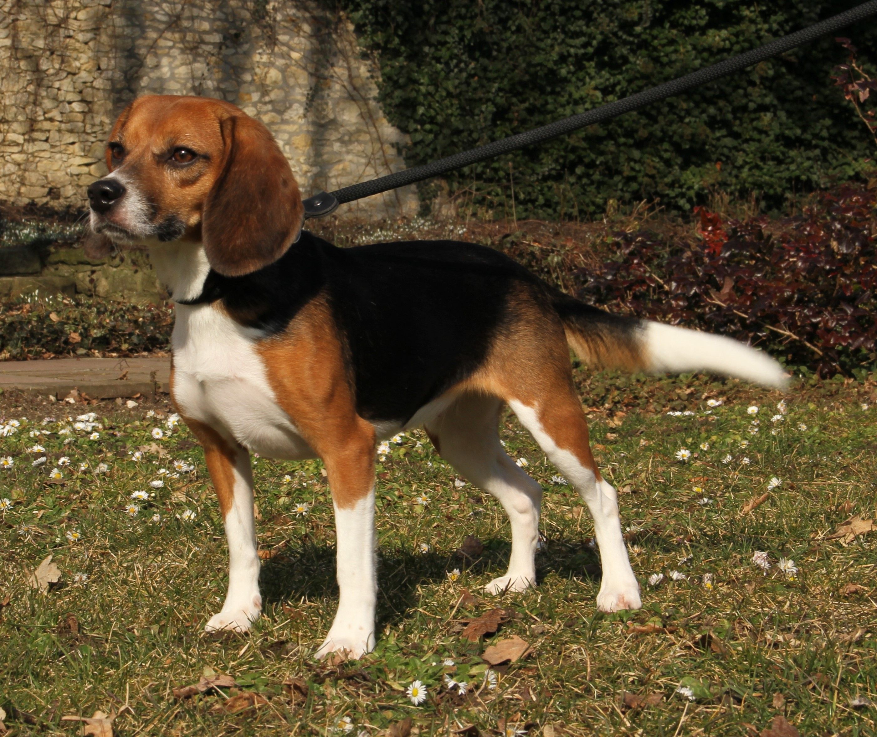 Gracie , Hündin, 2 Jahre