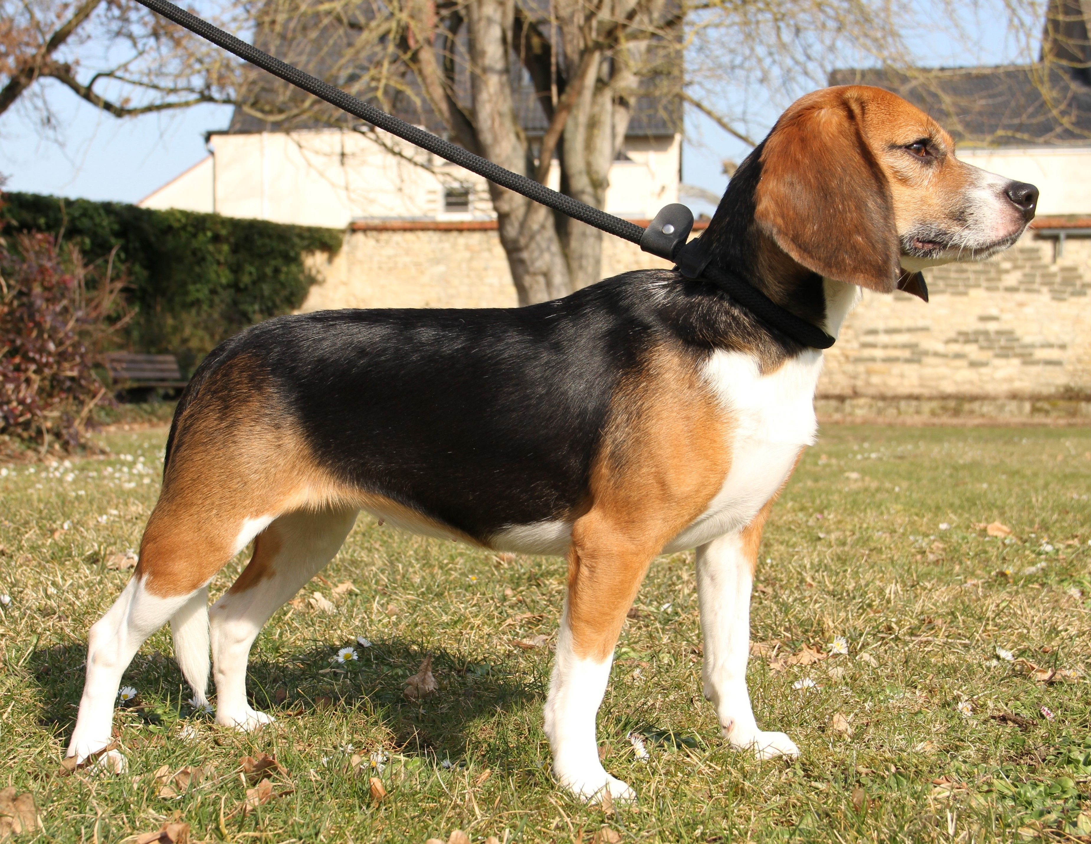 Gracie , Hündin, 2 Jahre