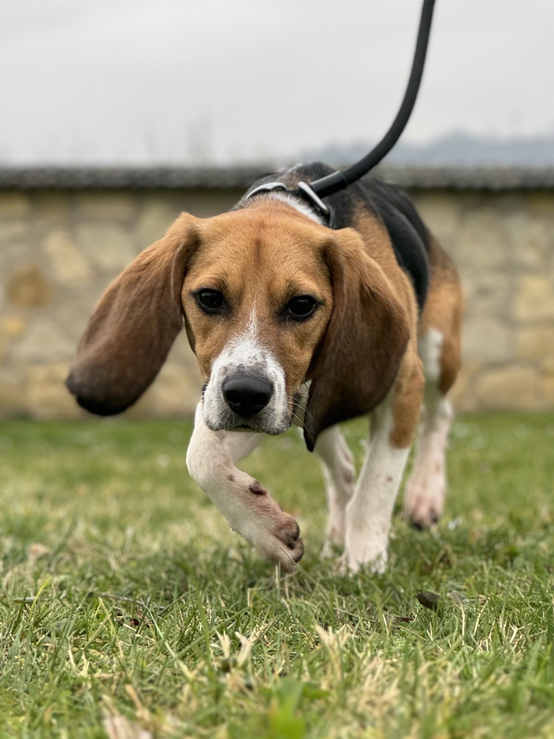 Jason , Rüde, 4 Jahre