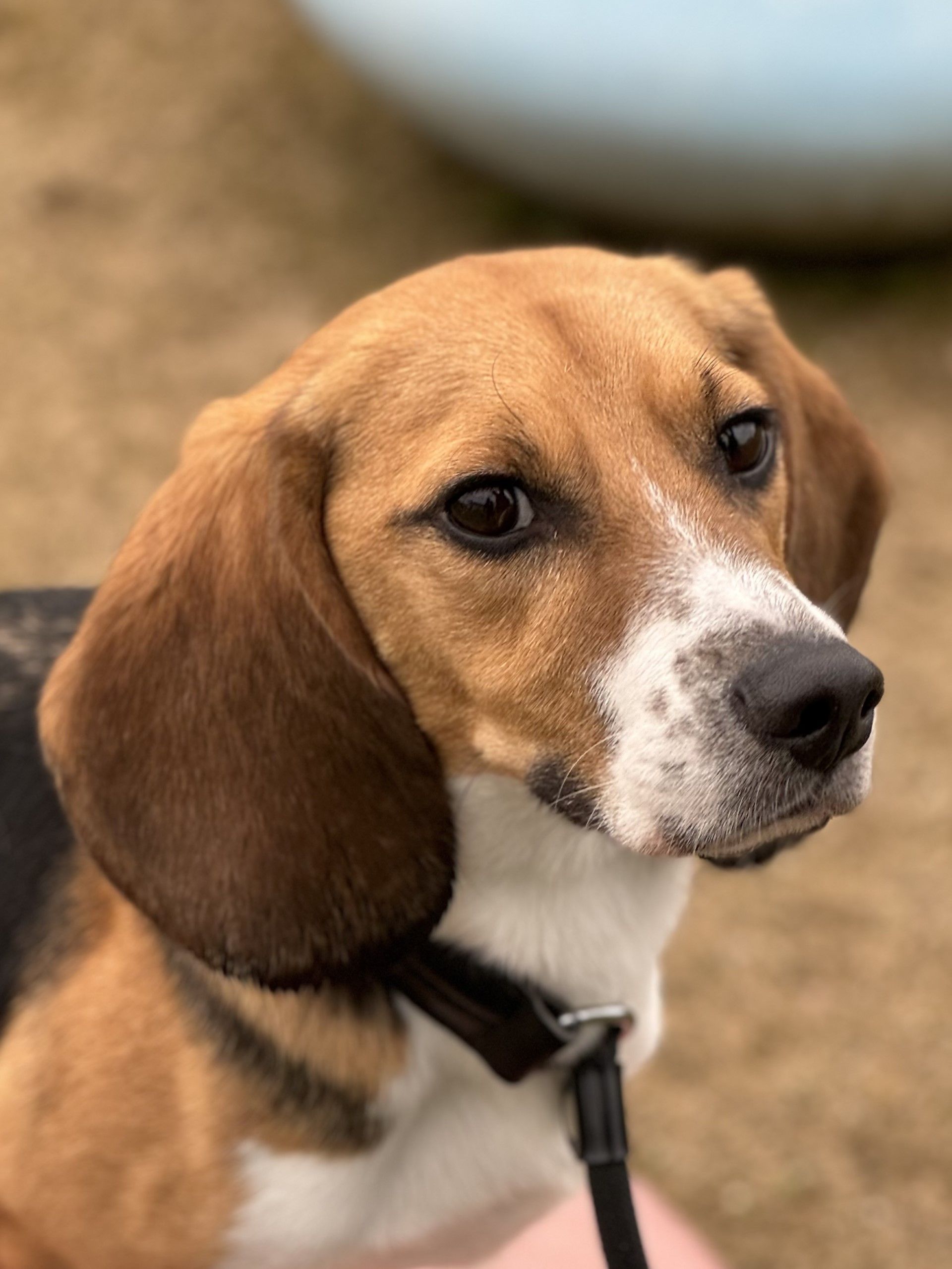 Jason , Rüde, 4 Jahre