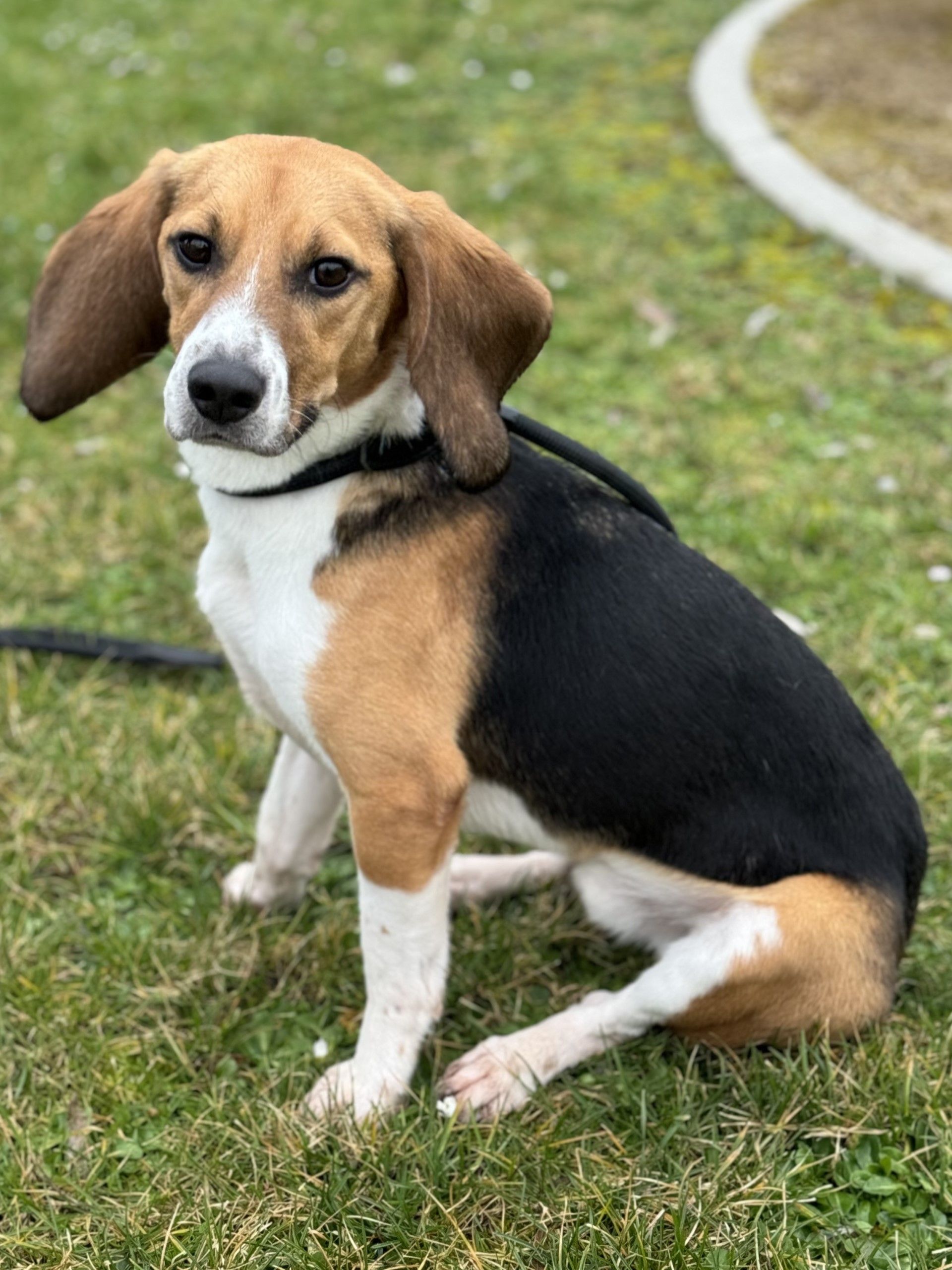 Jason , Rüde, 4 Jahre