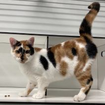 Trixi, Katze, 2 Jahre