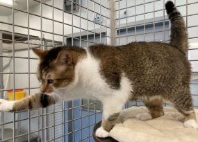 Charlie, Kater, 2 Jahre