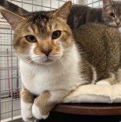 Charlie, Kater, 2 Jahre