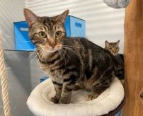 Becks, Kater, 3 Jahre