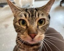 Becks, Kater, 3 Jahre