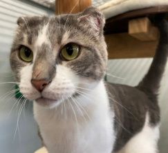 Elliott, Kater, 3 Jahre