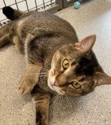 Freddy, Kater, 3 Jahre