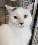 Doro ehem. Smilla, Katze, 3 Jahre