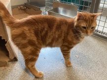 Mucki ehem. Filou, Kater, 3 Jahre