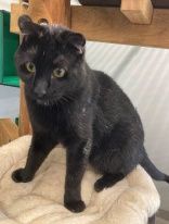 Bruno, Kater, 3 Jahre