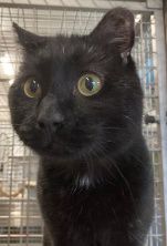 Bruno, Kater, 3 Jahre