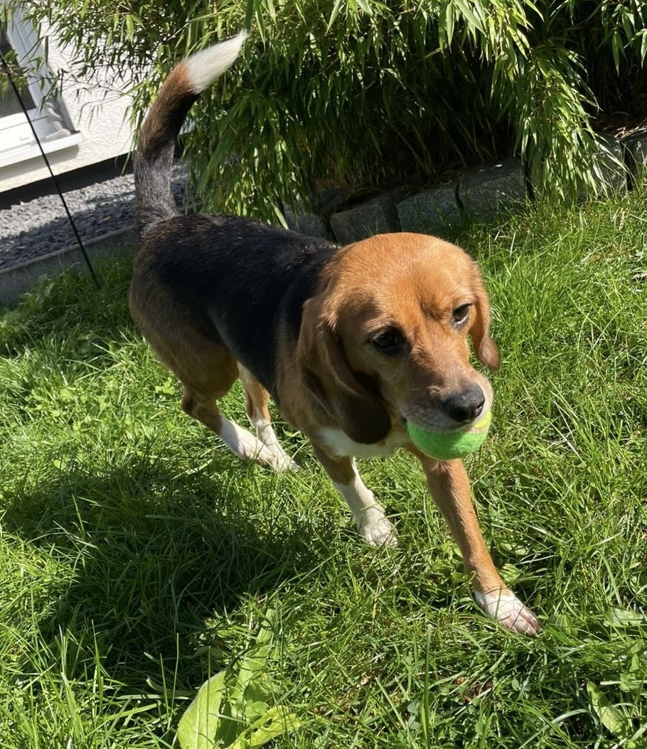 Tazzy, Hündin, 2 Jahre