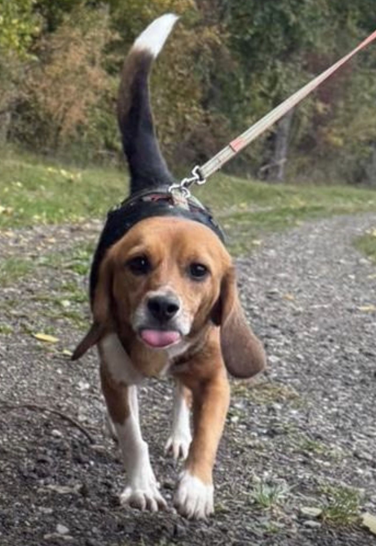 Tazzy, Hündin, 2 Jahre