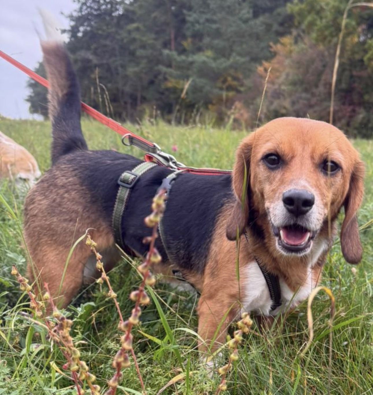 Tazzy, Hündin, 2 Jahre