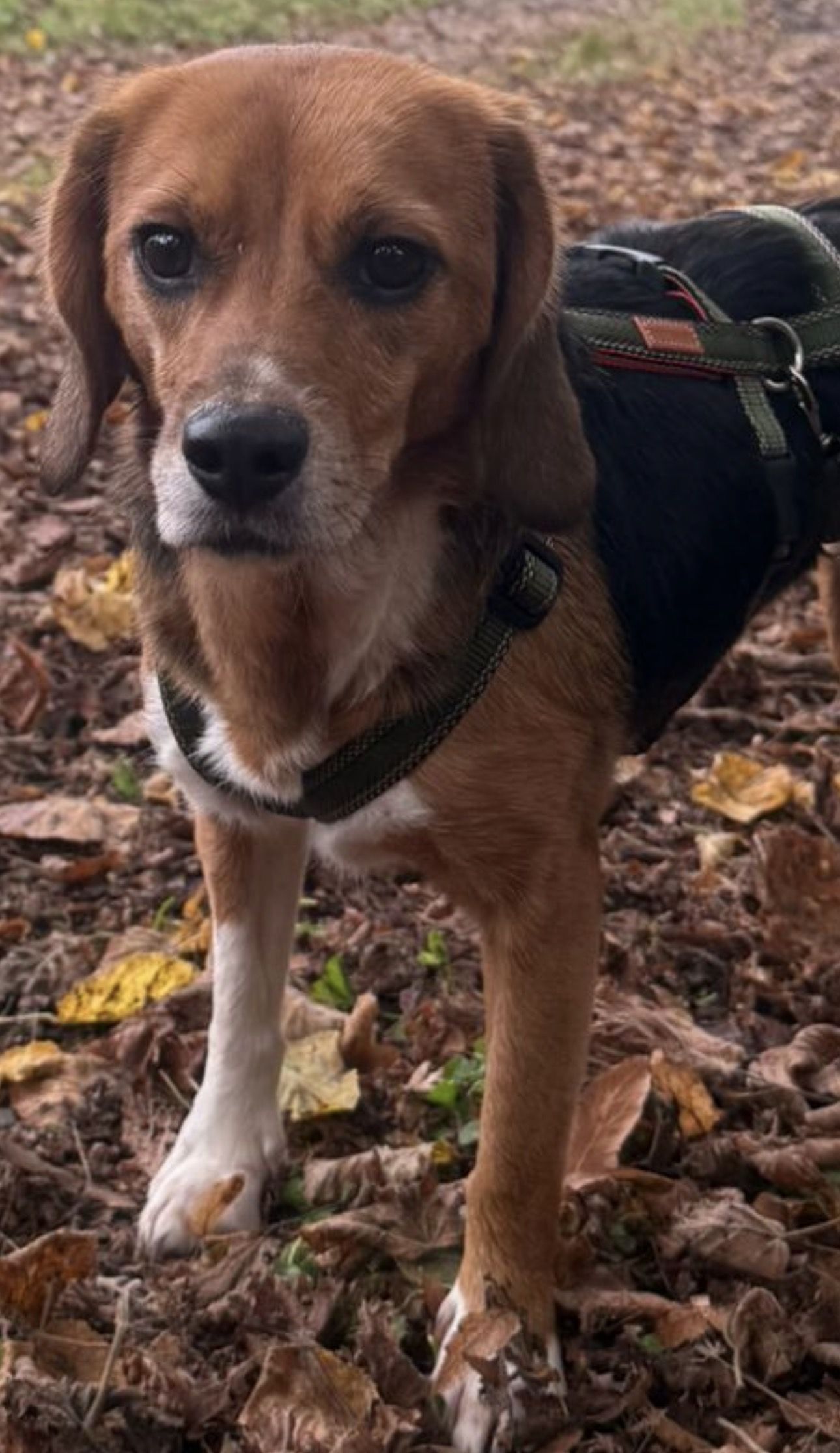 Tazzy, Hündin, 2 Jahre