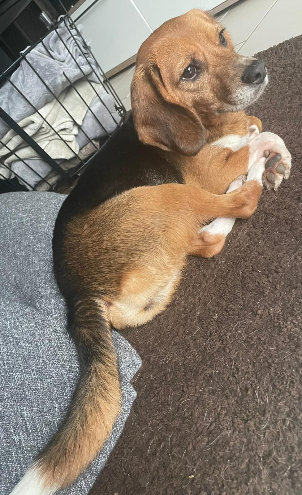 Tazzy, Hündin, 2 Jahre