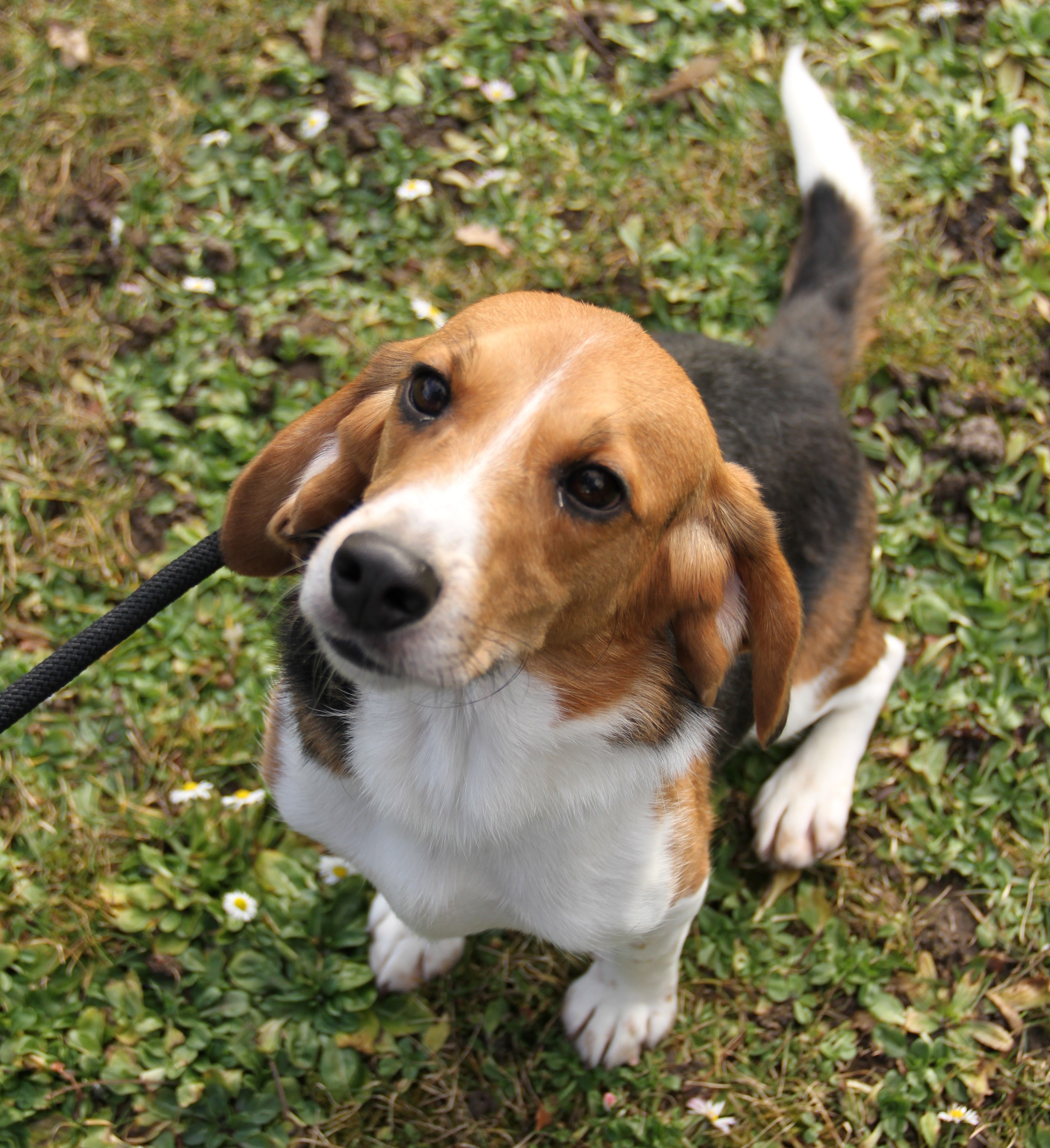 Jaro, Rüde, 2 Jahre