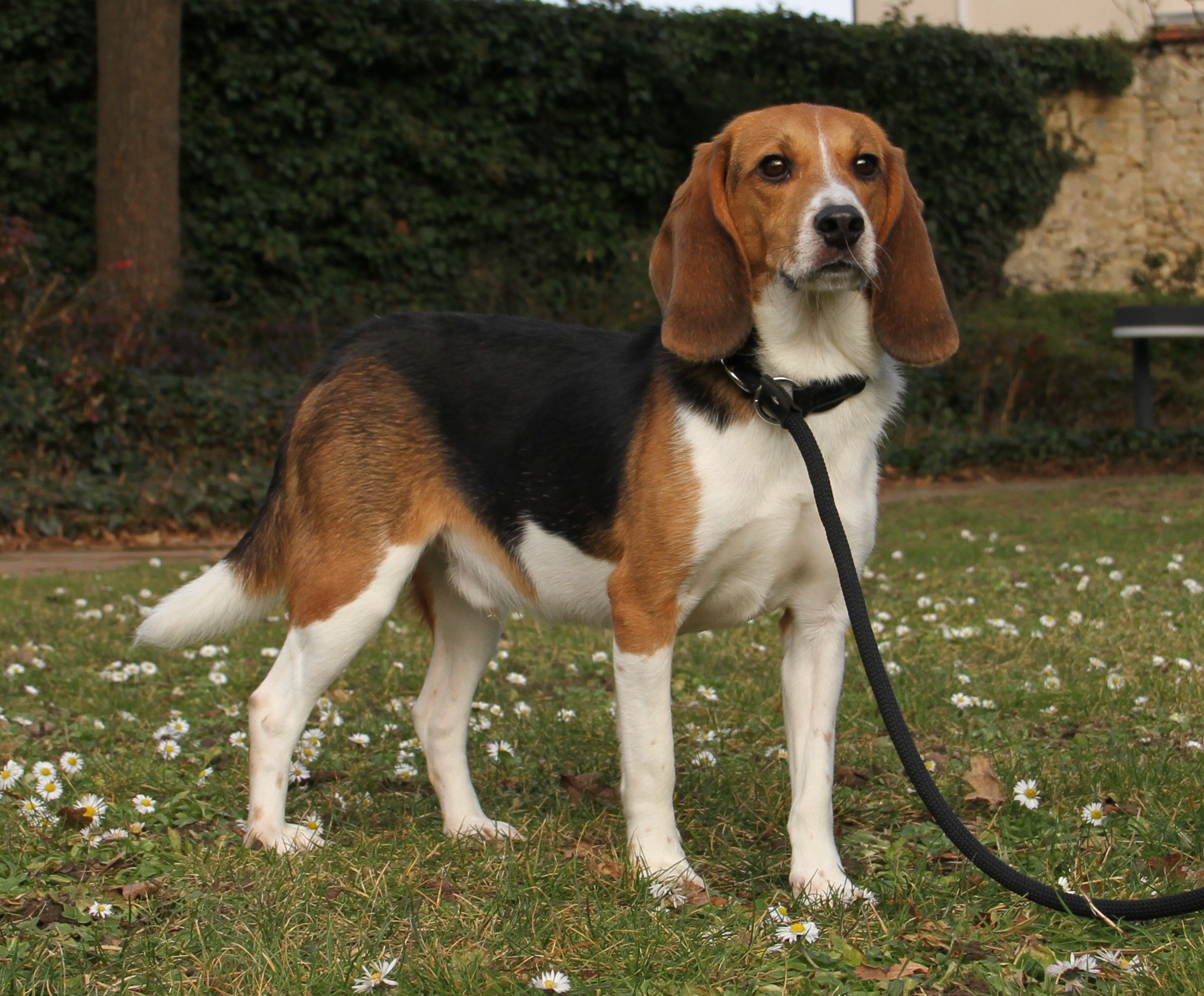 Jaro, Rüde, 2 Jahre